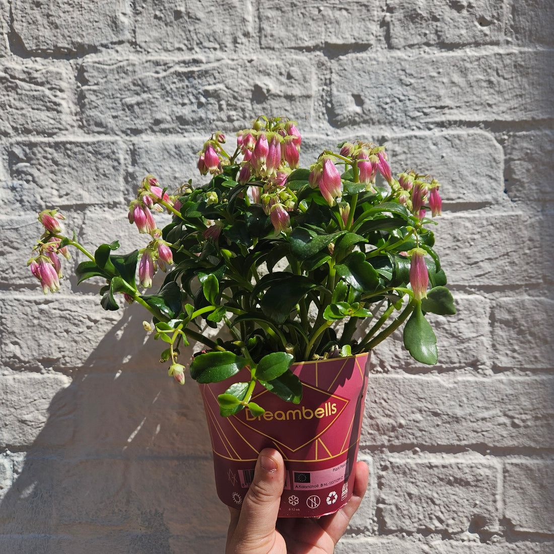Kalanchoe blossfeldiana &