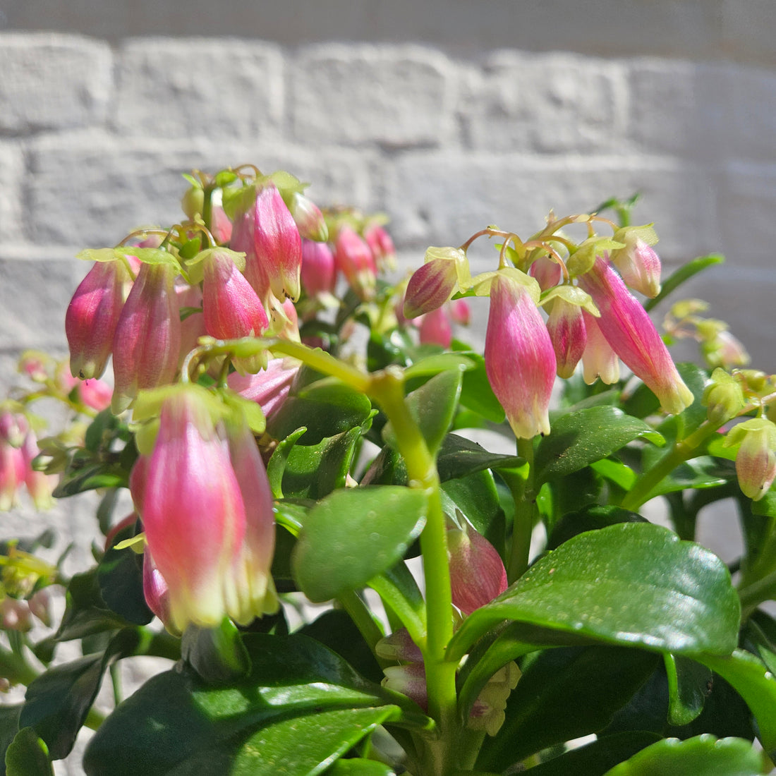 Kalanchoe blossfeldiana &