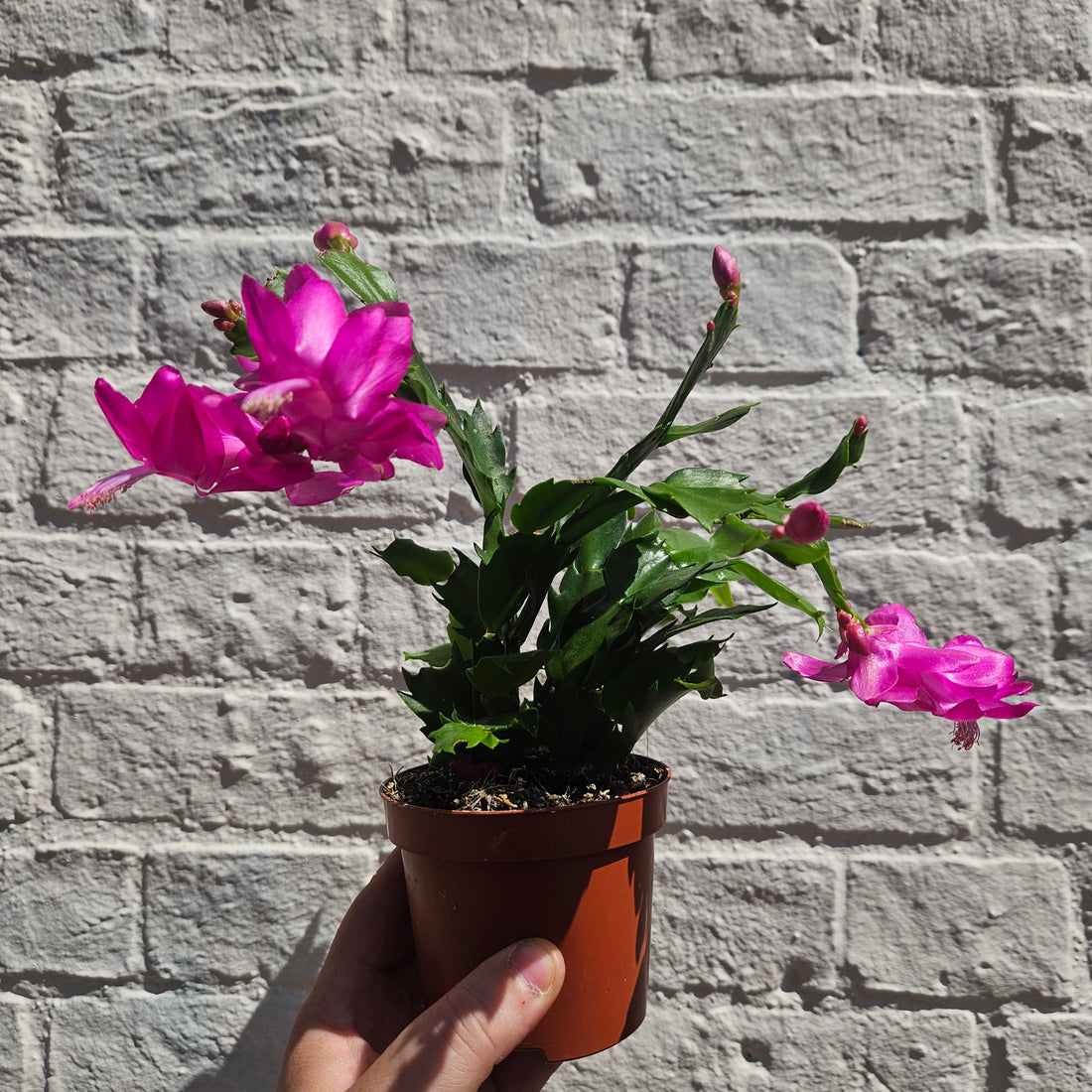 Schlumbergera truncata &