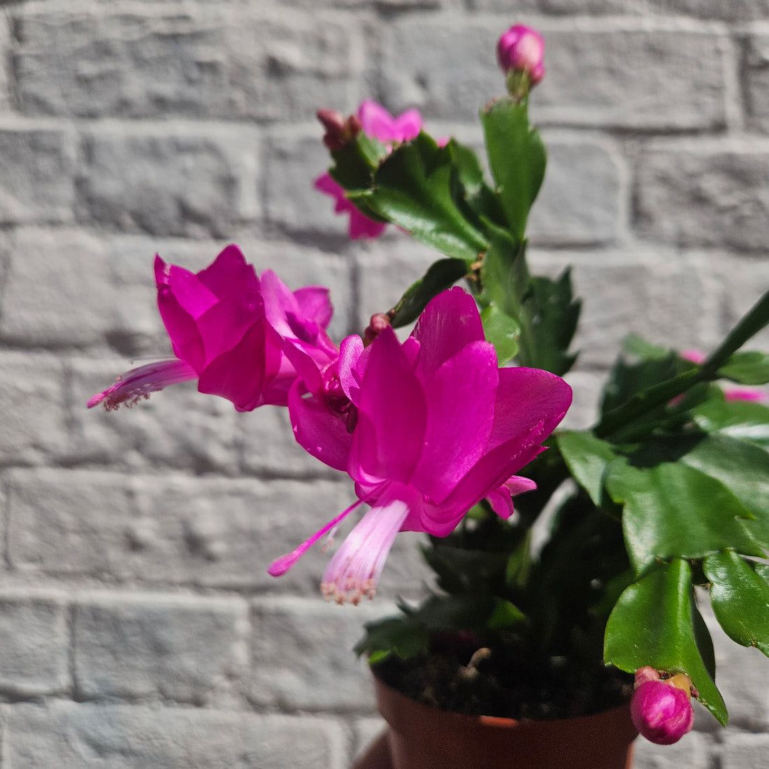 Schlumbergera truncata &