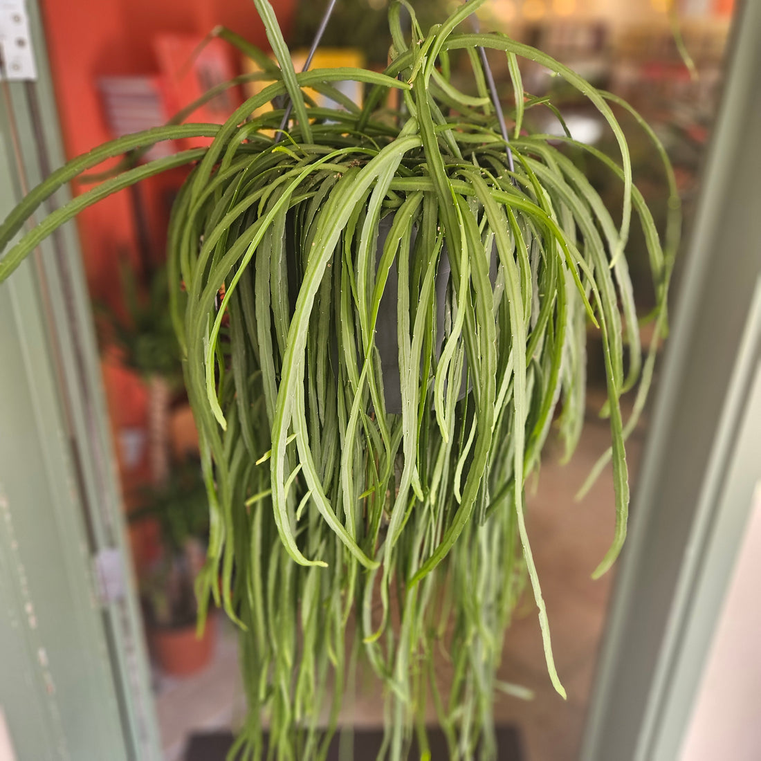 Lepismium bolivianum (Jungle cactus)