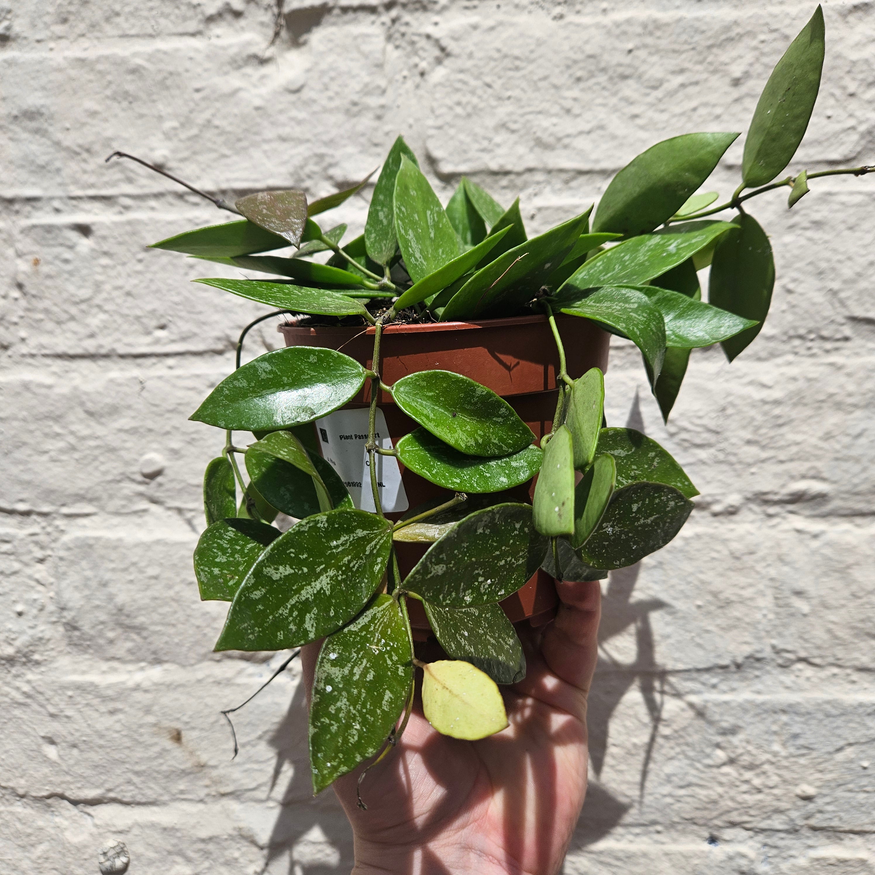 Hoya carnosa &