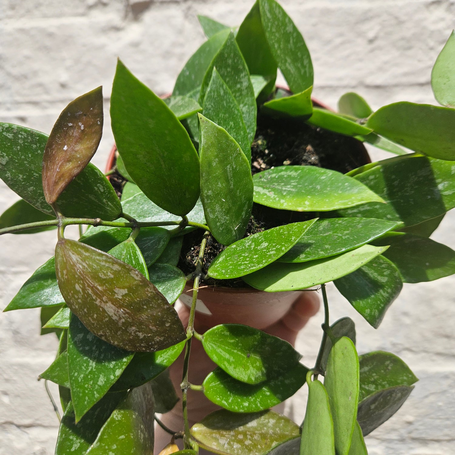 Hoya carnosa &