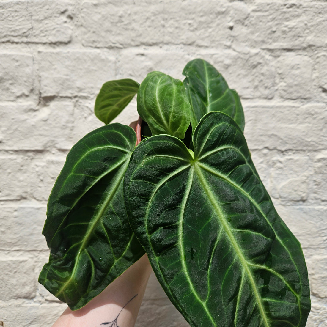 Anthurium villenaorum