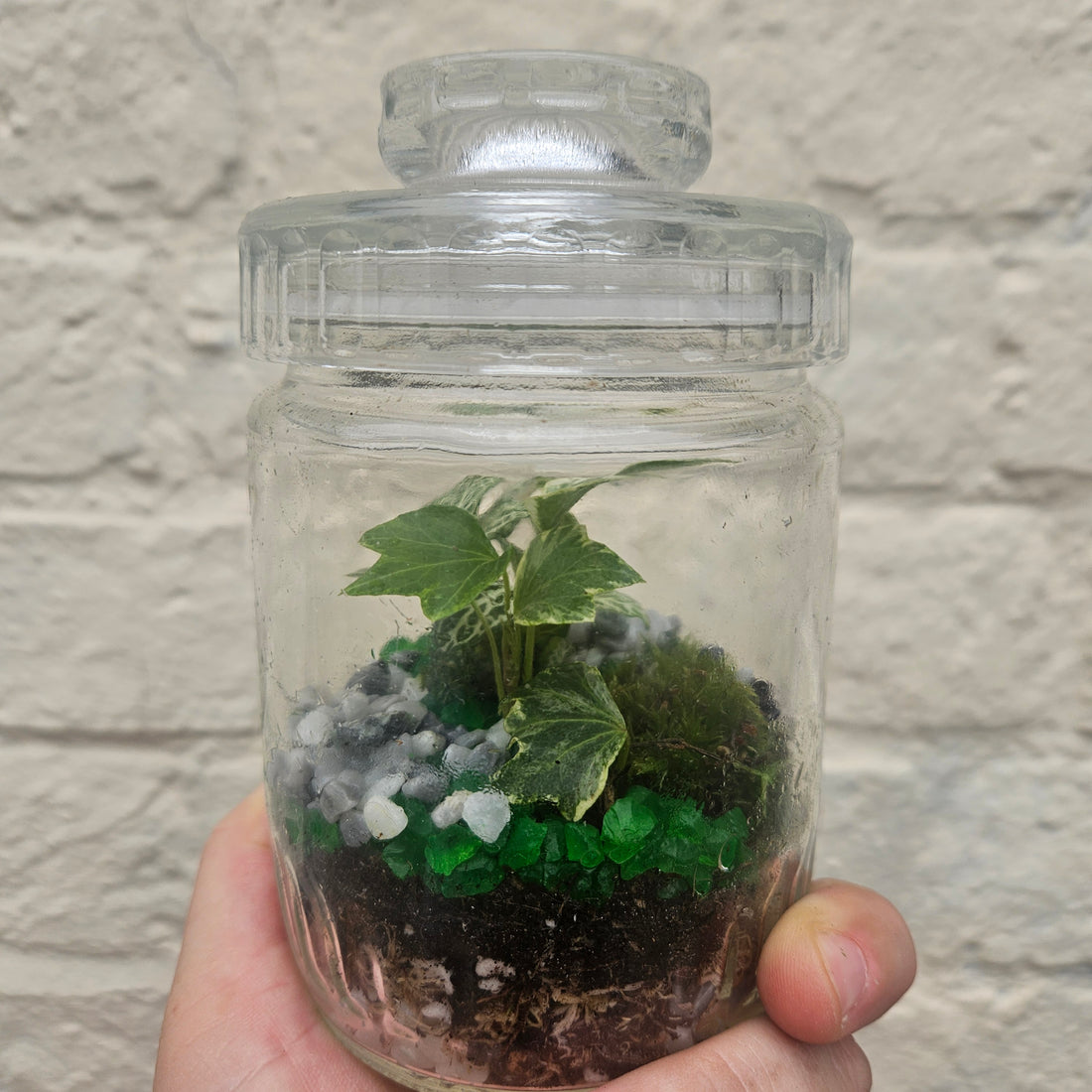 Small closed terrarium with glass lid