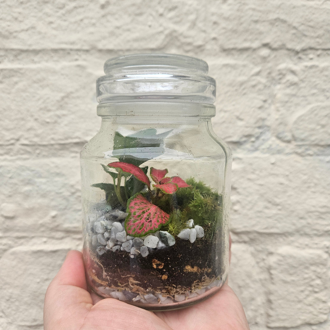 Small closed terrarium with glass lid