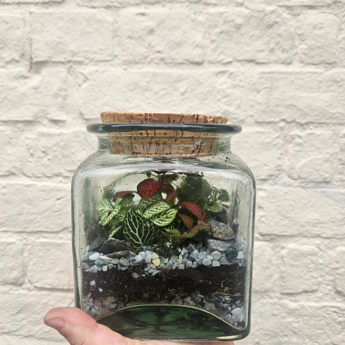Sqaure Vintage Glass Closed Terrarium with aged cork lid