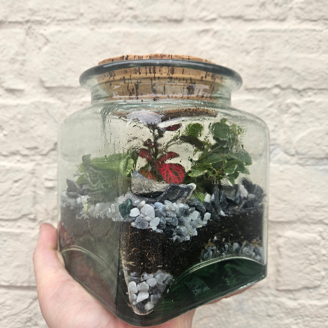 Sqaure Vintage Glass Closed Terrarium with aged cork lid