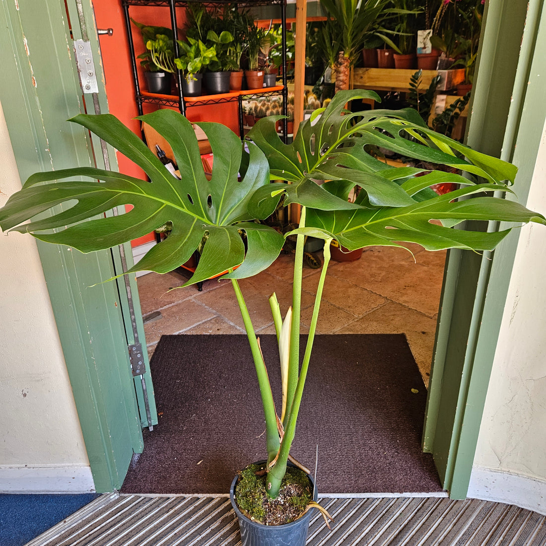 Monstera deliciosa &