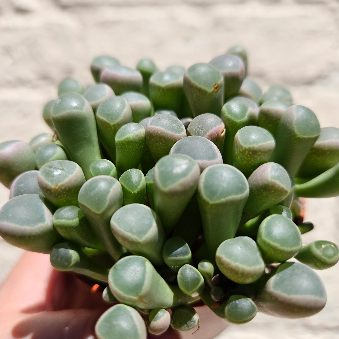 Fenestraria rhopalophylla subsp. aurantiaca &