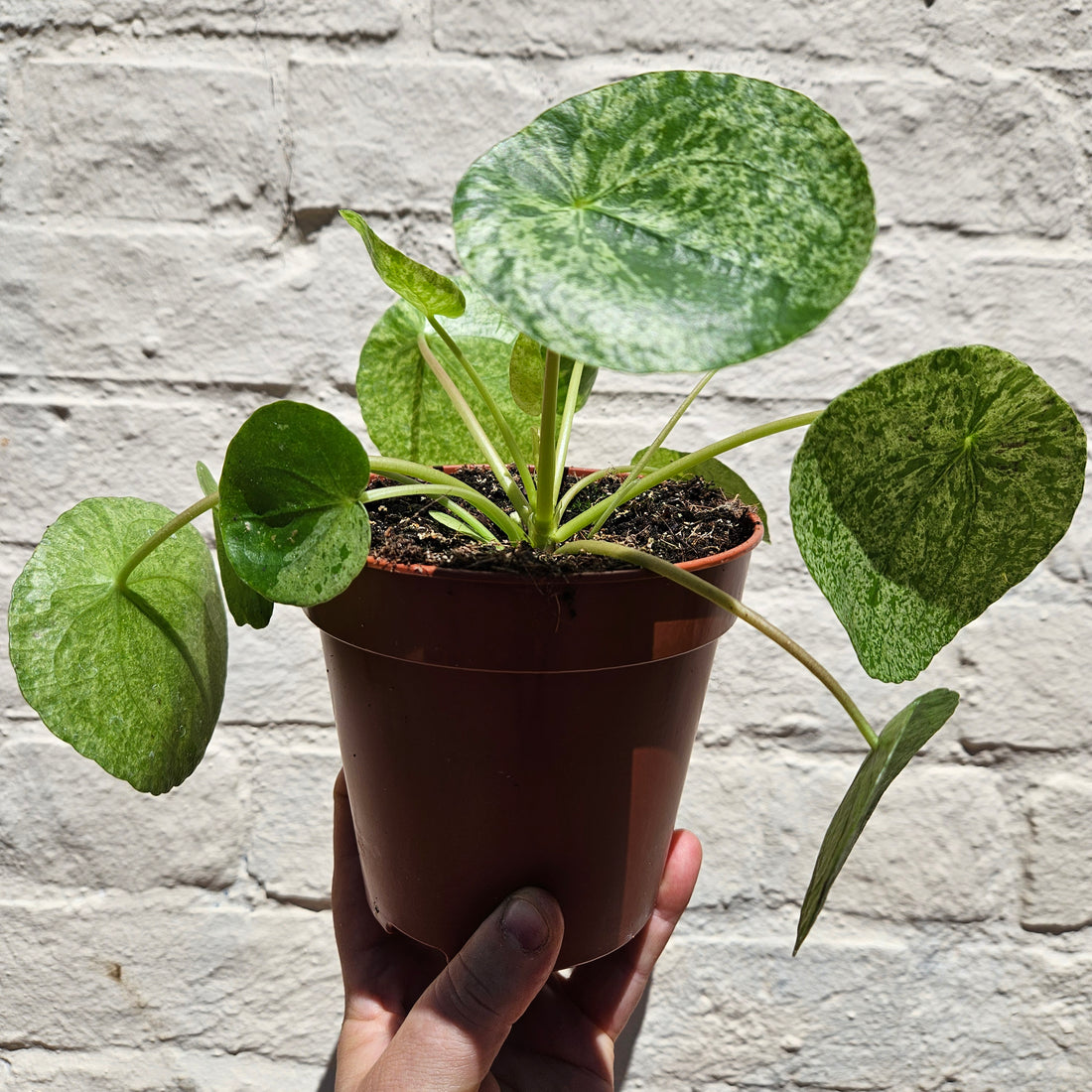 Pilea peperomoides &