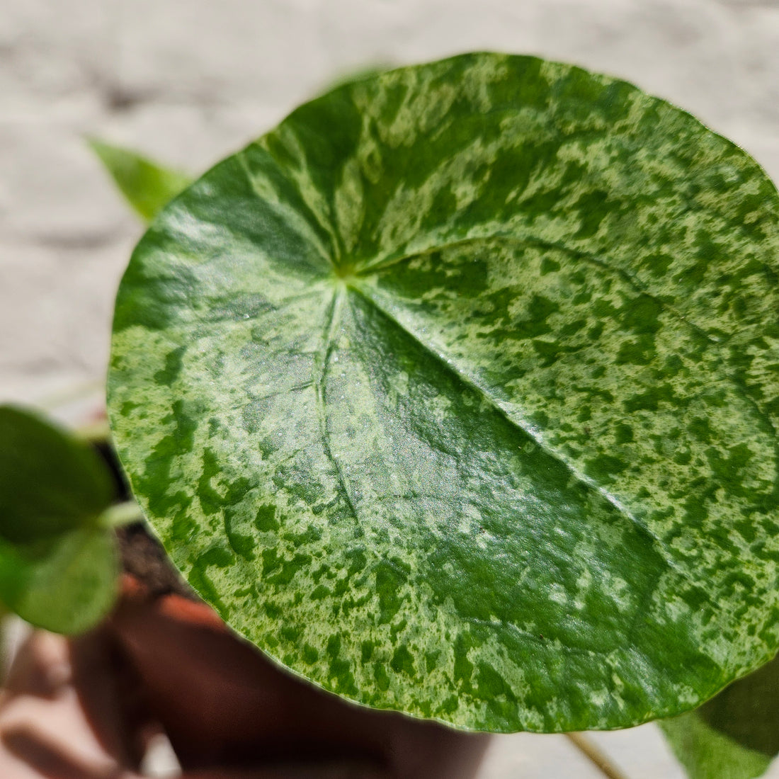 Pilea peperomoides &