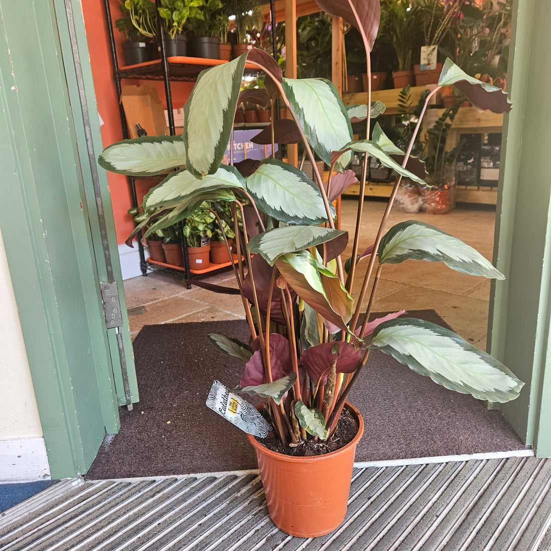 Goeppertia picturata &