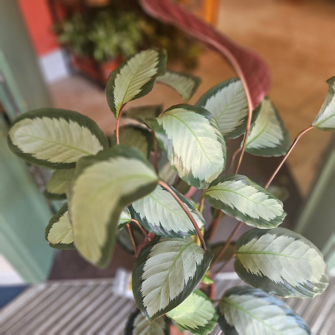 Goeppertia picturata &