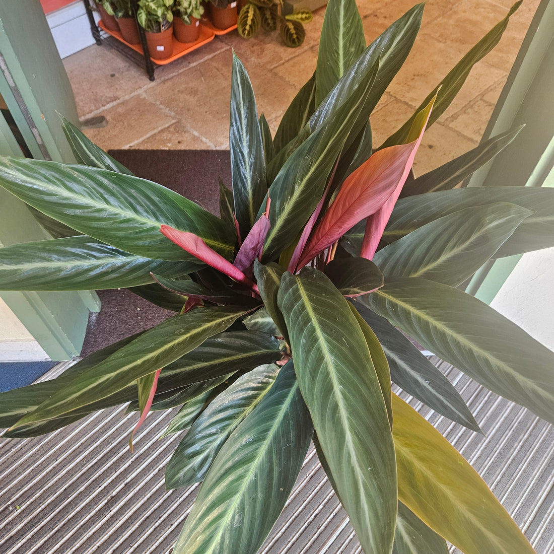Stromanthe sanguinea &