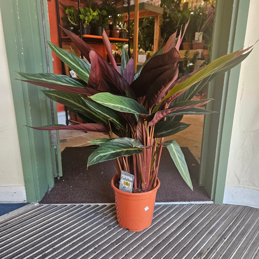 Stromanthe sanguinea &