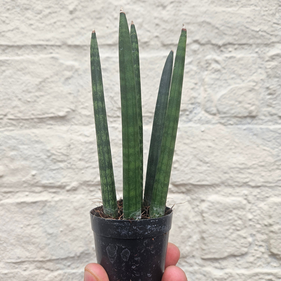 Sansevieria bacularis &