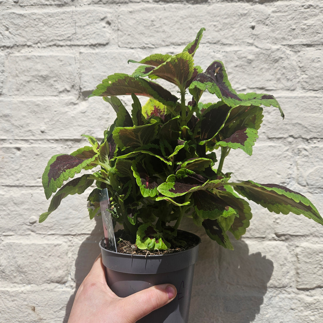 Coleus &