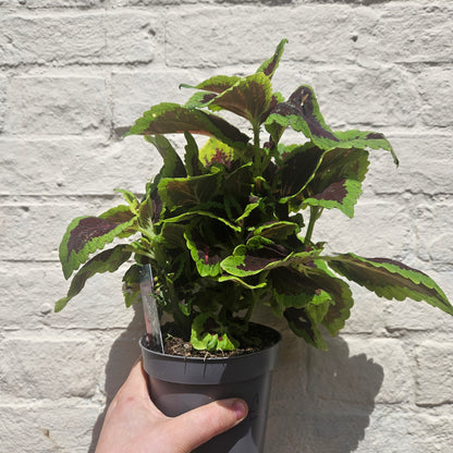 Coleus &