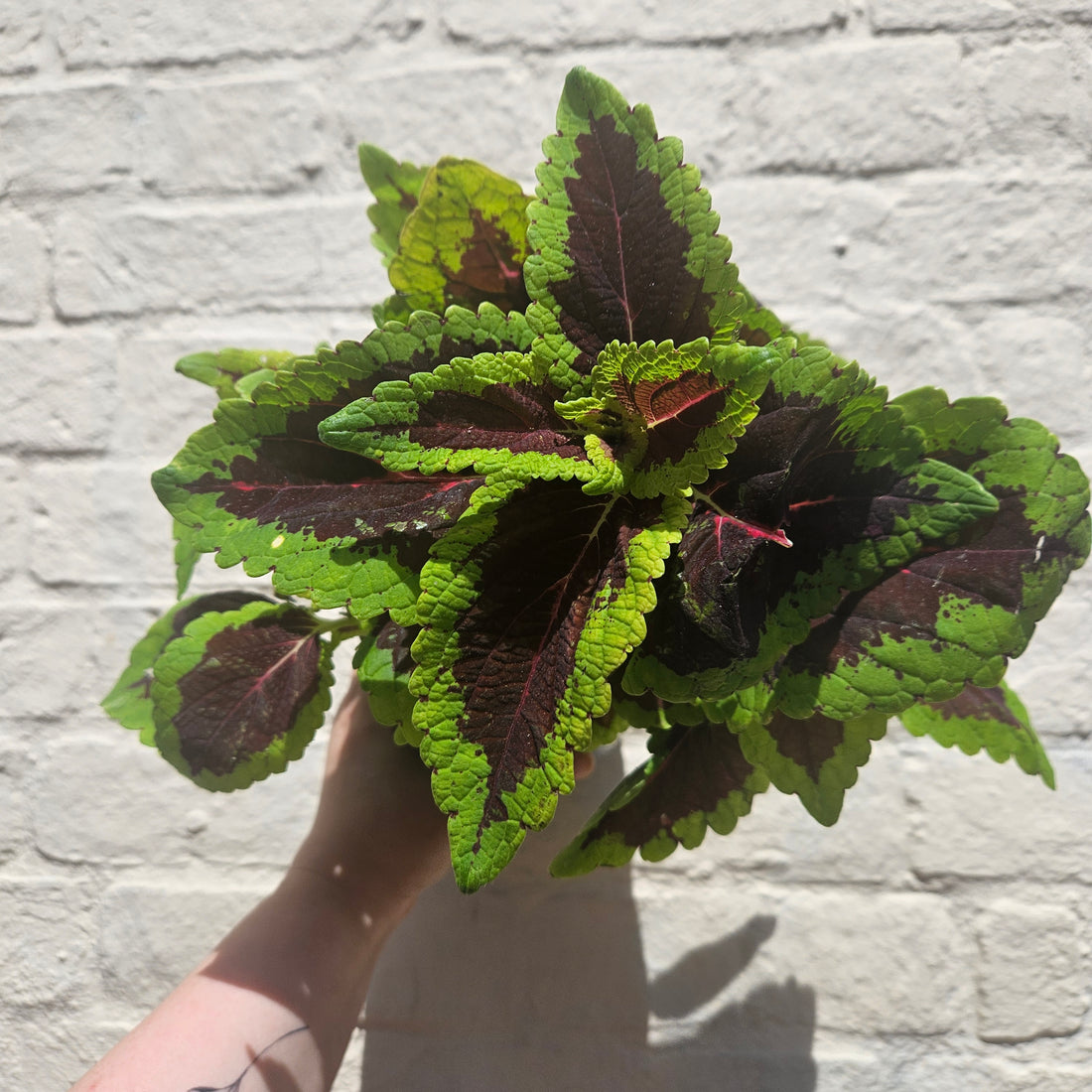 Coleus &