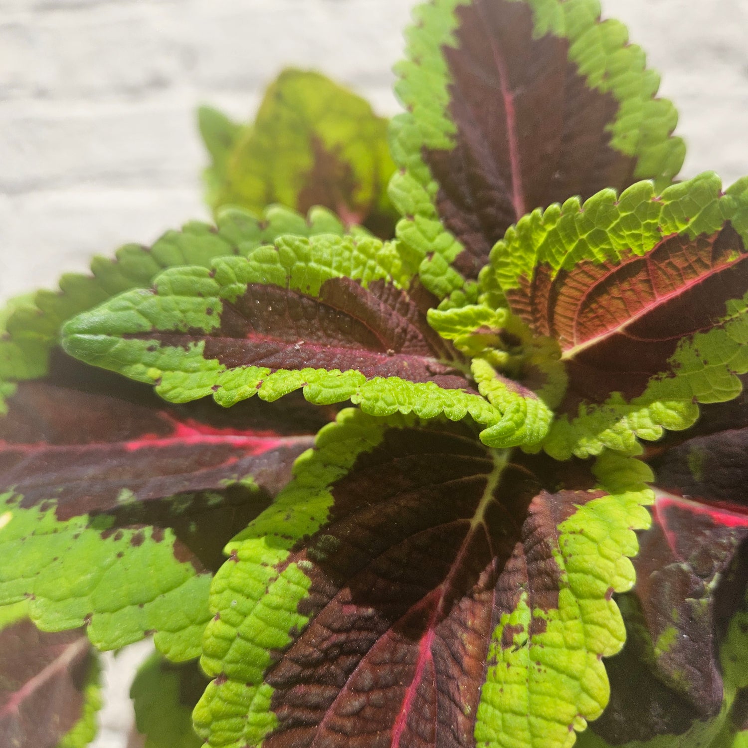 Coleus &