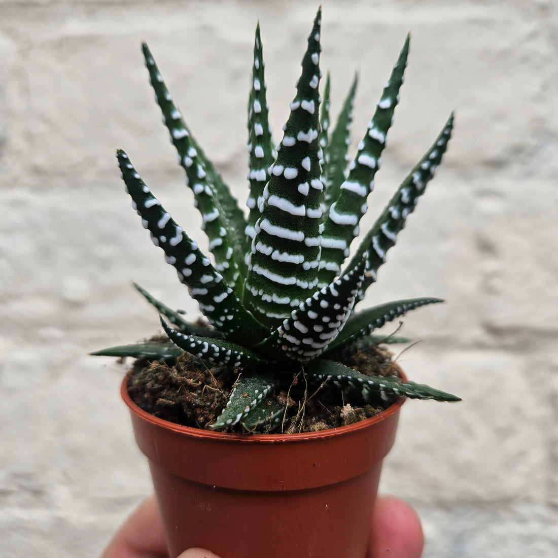 Haworthia fasciata &