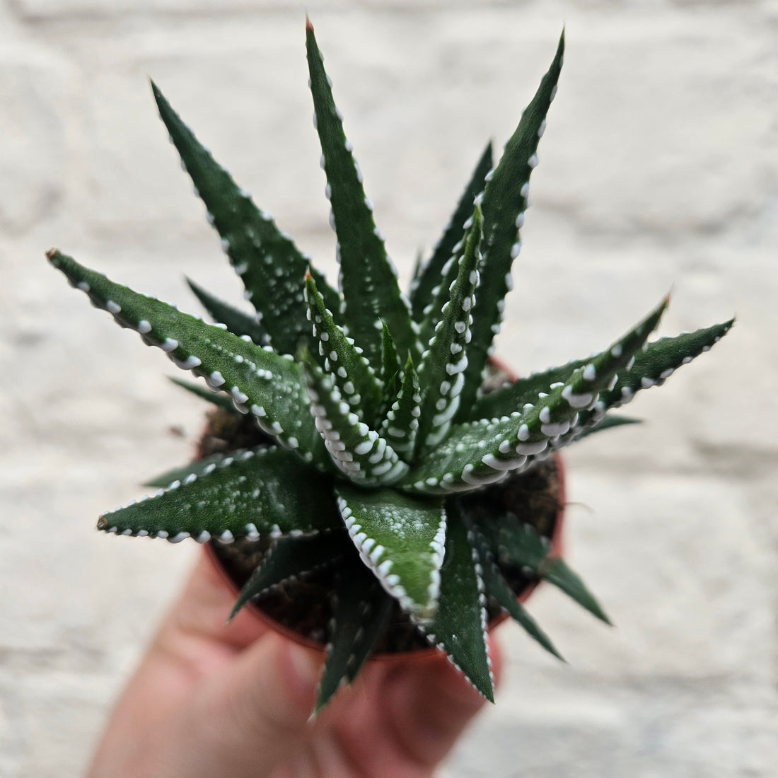 Haworthia fasciata &