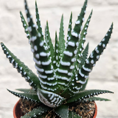 Haworthia fasciata &