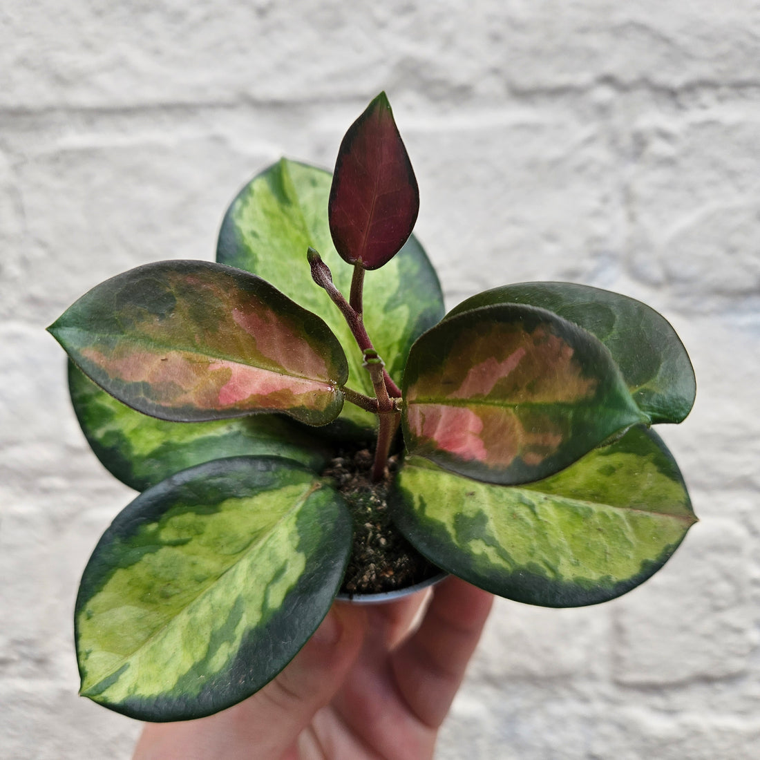 Hoya carnosa &