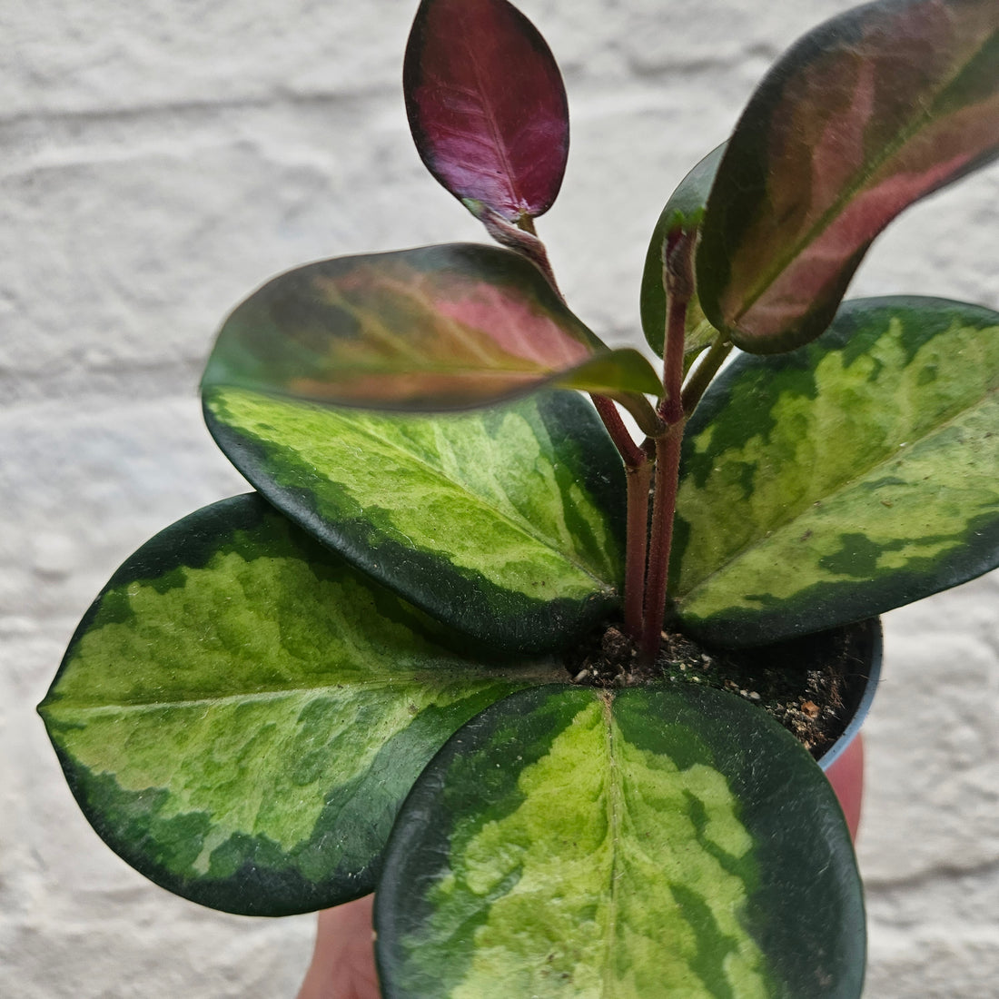 Hoya carnosa &