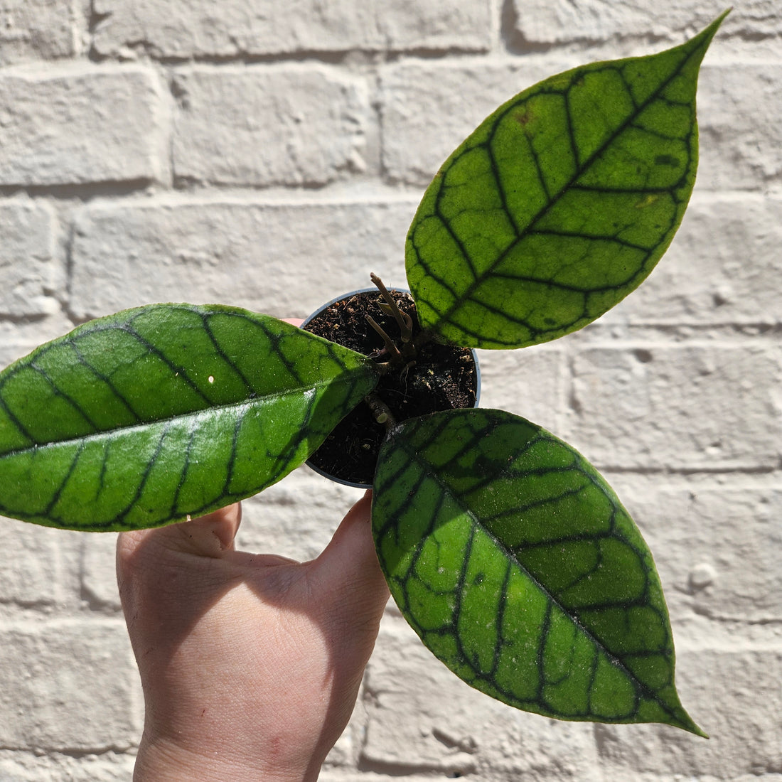 Hoya callistophylla