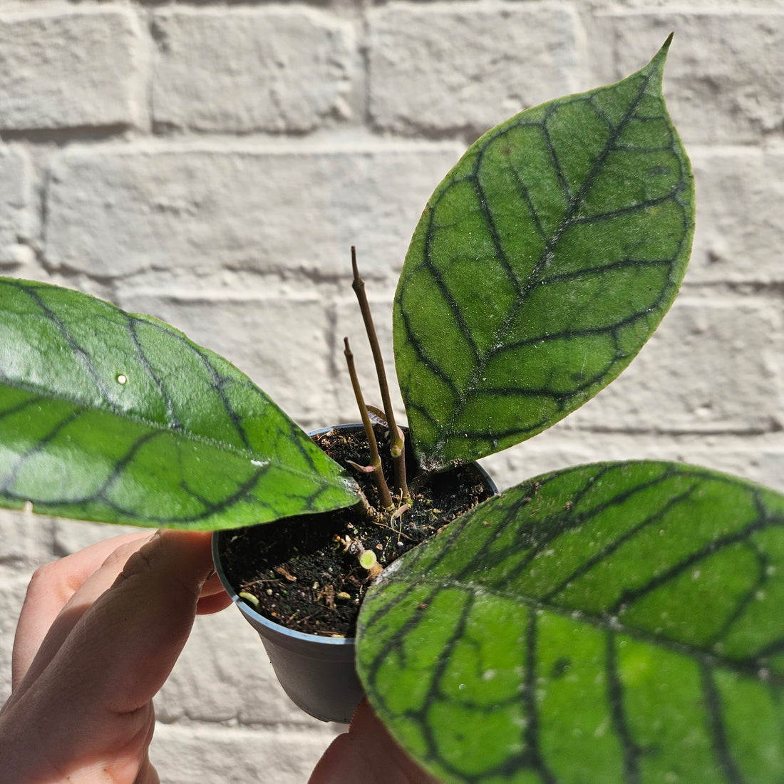 Hoya callistophylla
