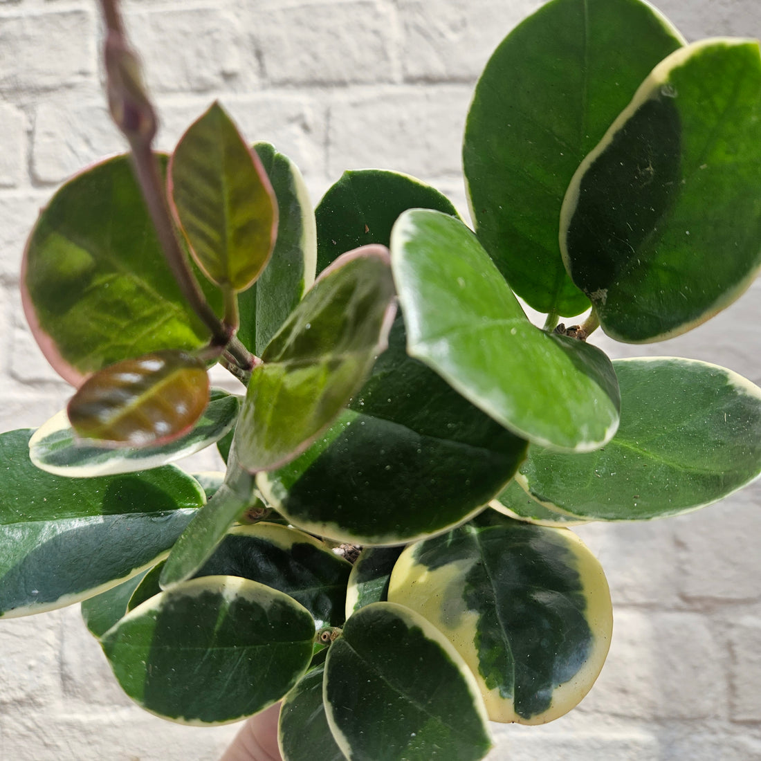Hoya australis cv.&