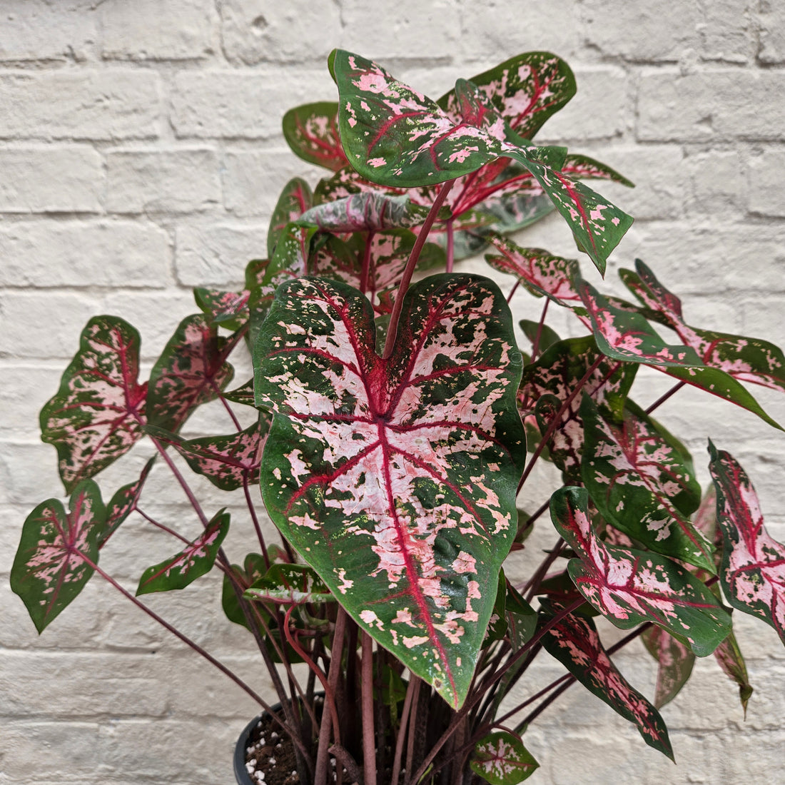 Caladium varieties (Elephant Ear/ Angel Wings)