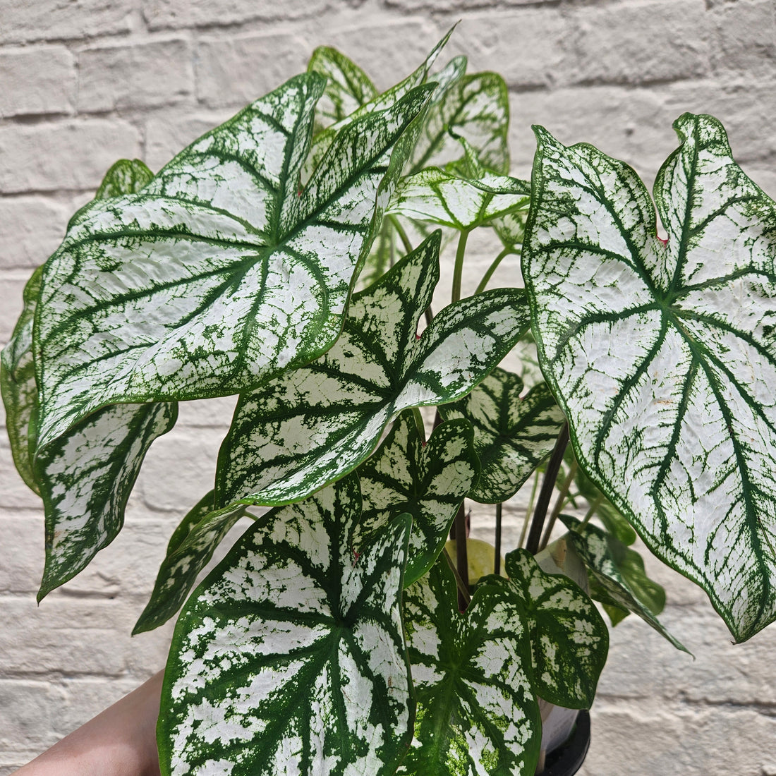 Caladium &
