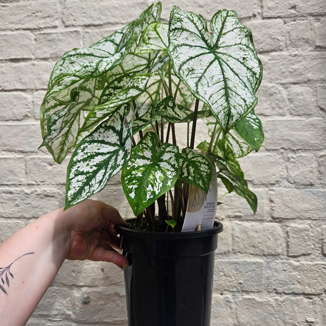 Caladium &