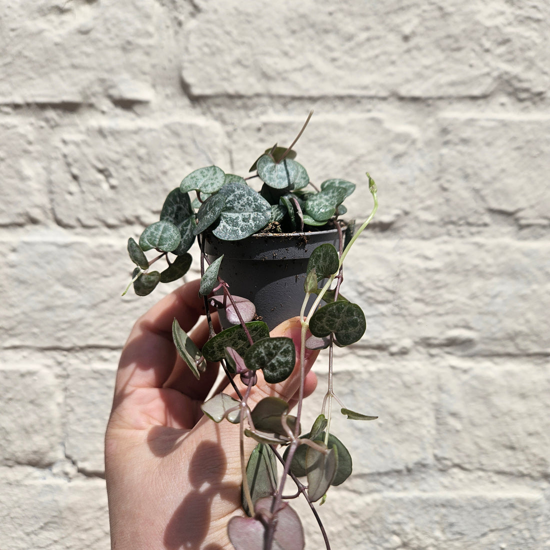 Ceropegia woodii (String of Hearts / Rosary vine)