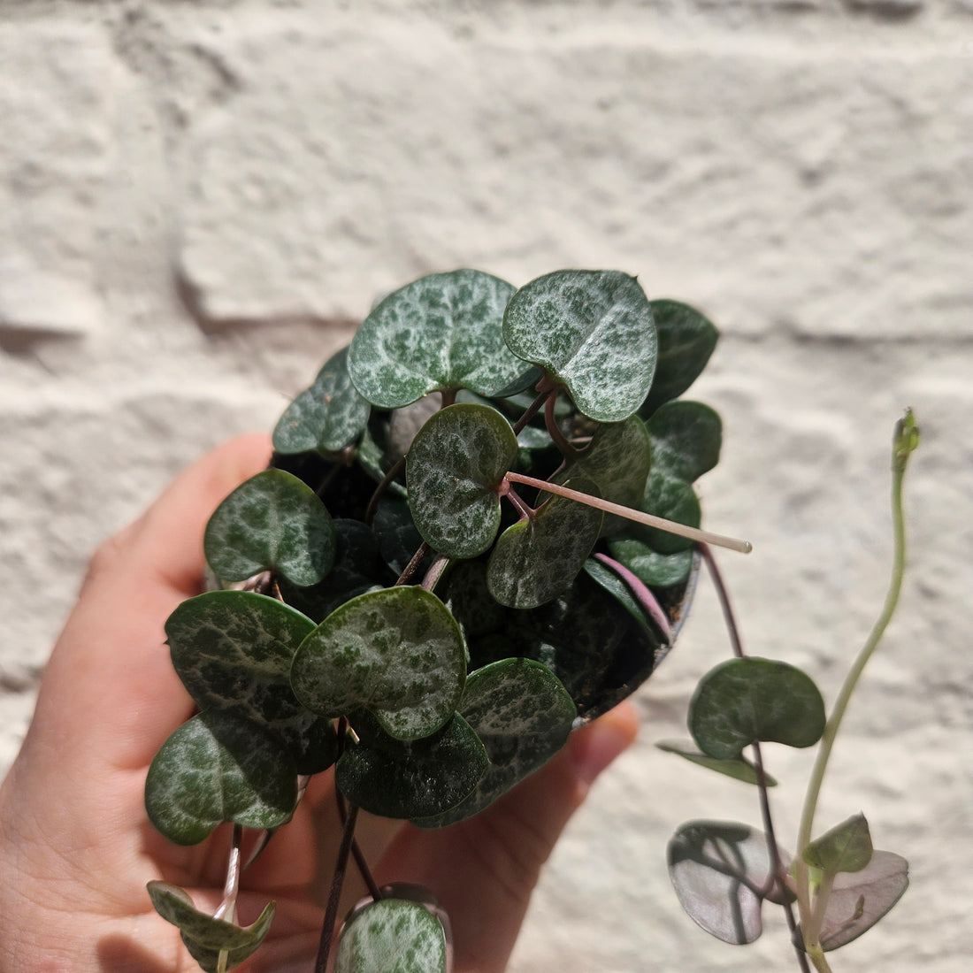 Ceropegia woodii (String of Hearts / Rosary vine)