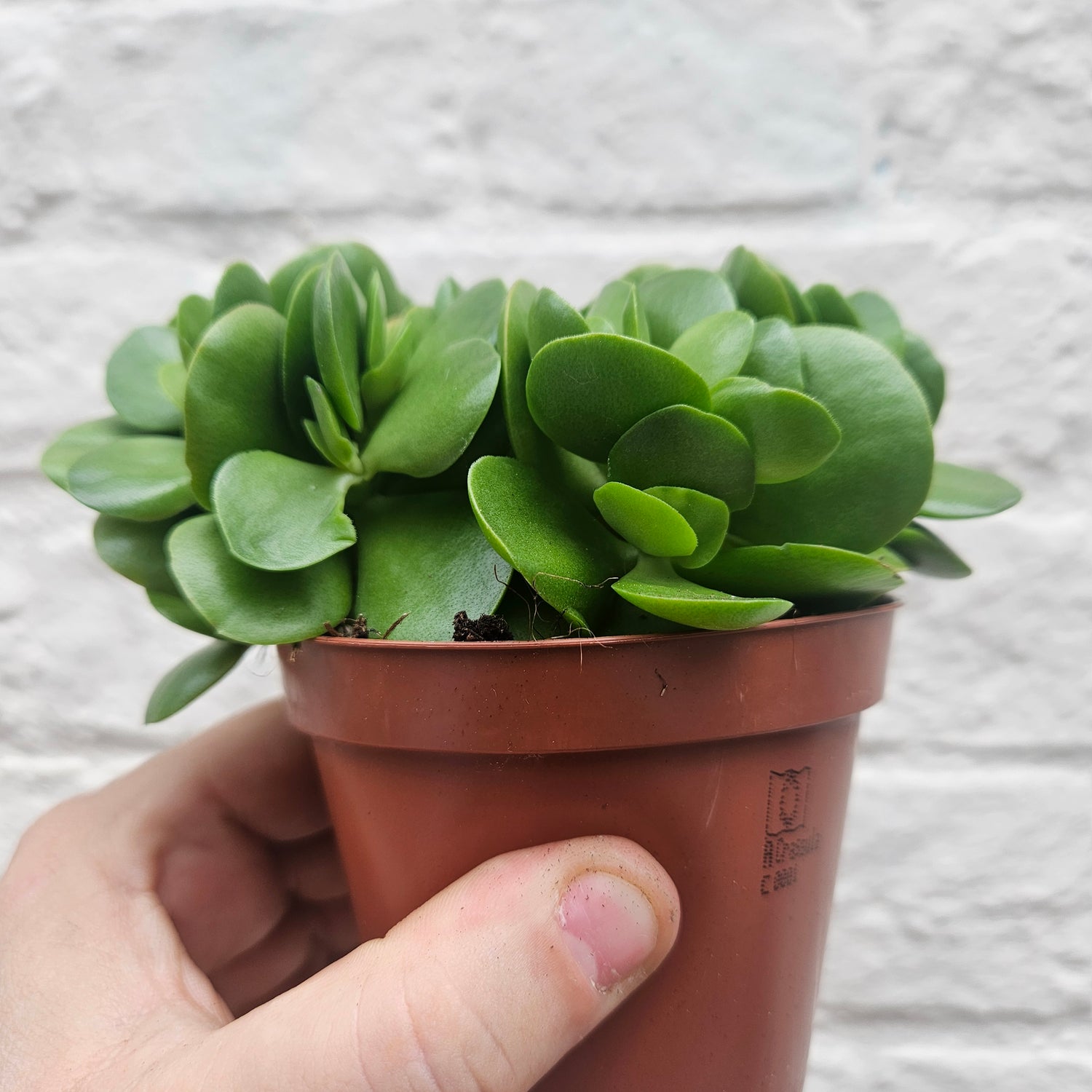 Crassula swaziensis &