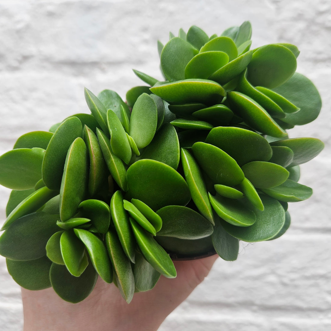 Crassula swaziensis &