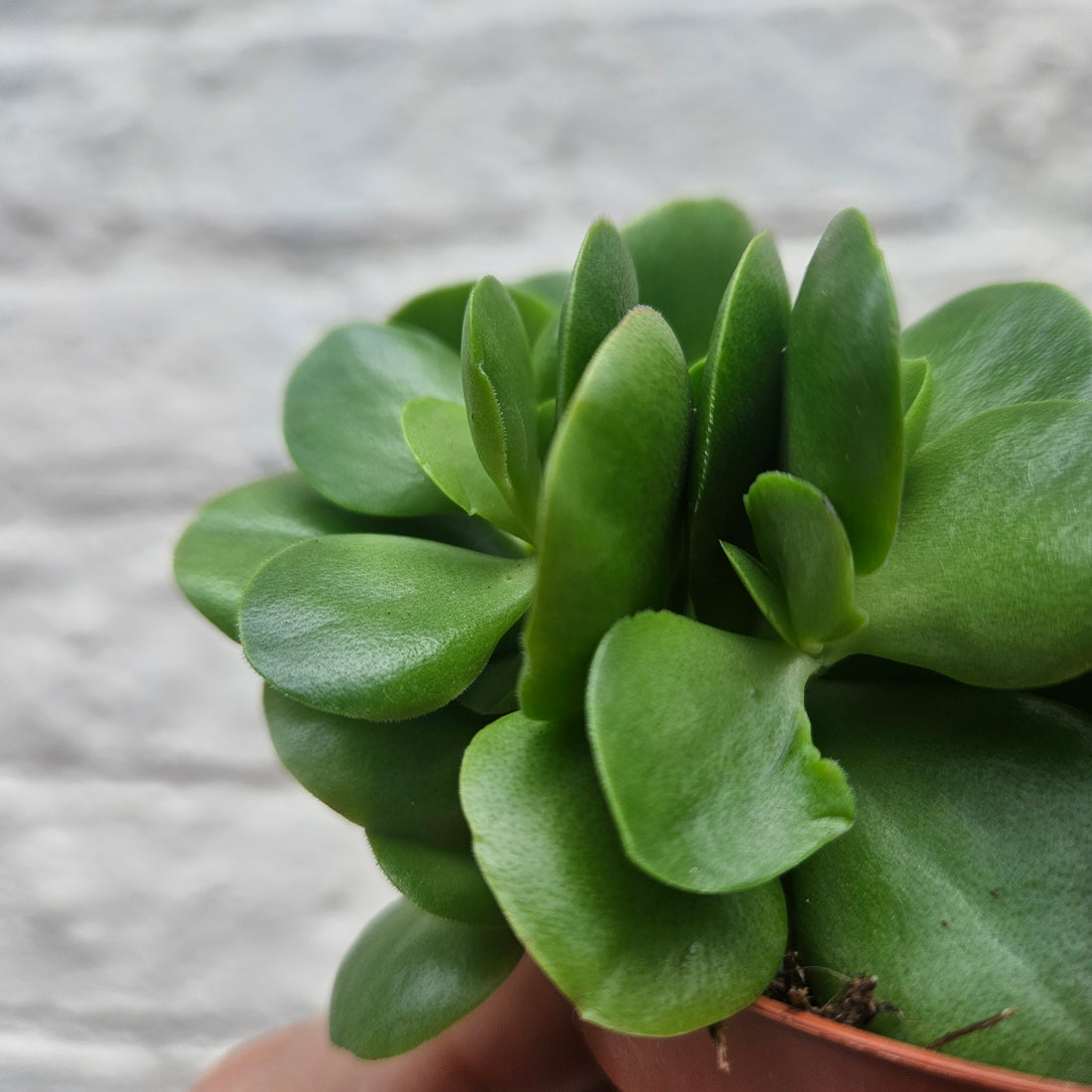 Crassula swaziensis &