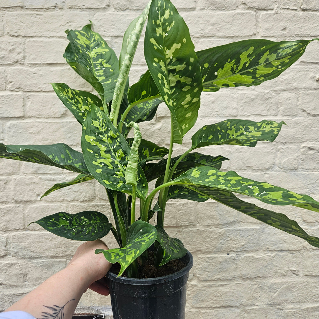 Dieffenbachia &