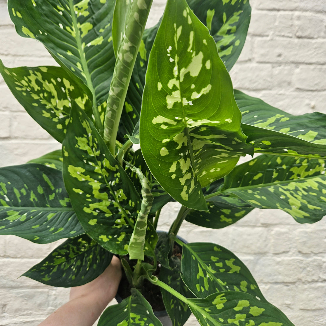 Dieffenbachia &