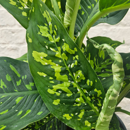 Dieffenbachia &