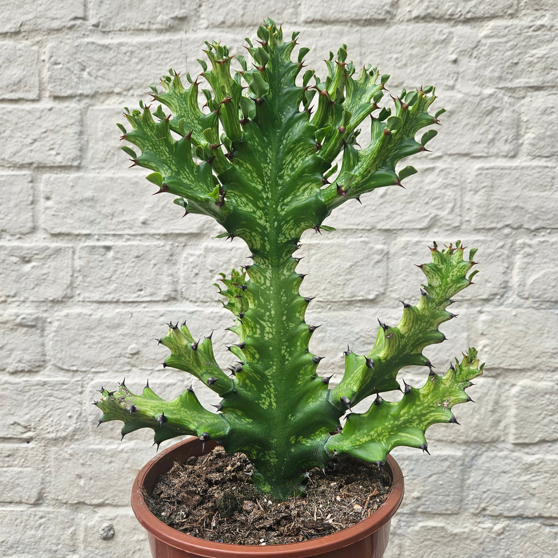 Euphorbia lactea (Mottled candlestick tree)