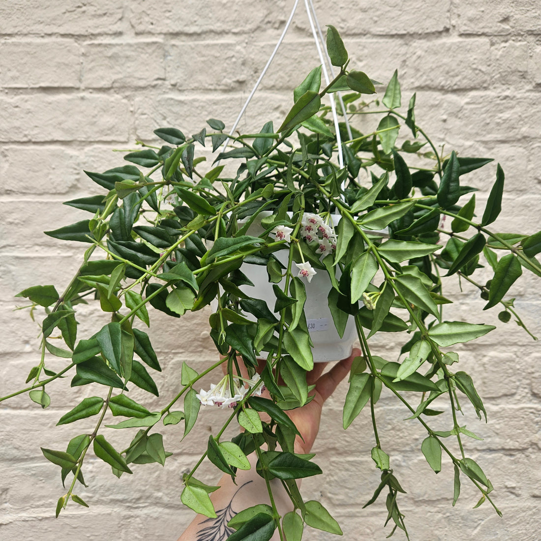 Hoya lanceolata &
