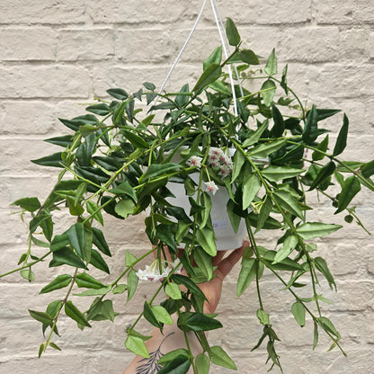 Hoya lanceolata &