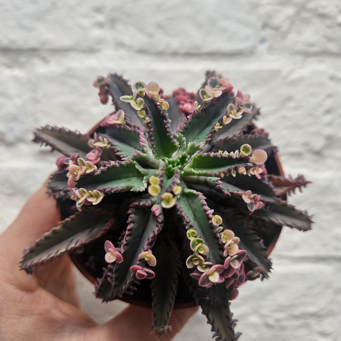 Kalanchoe Tubiflora &