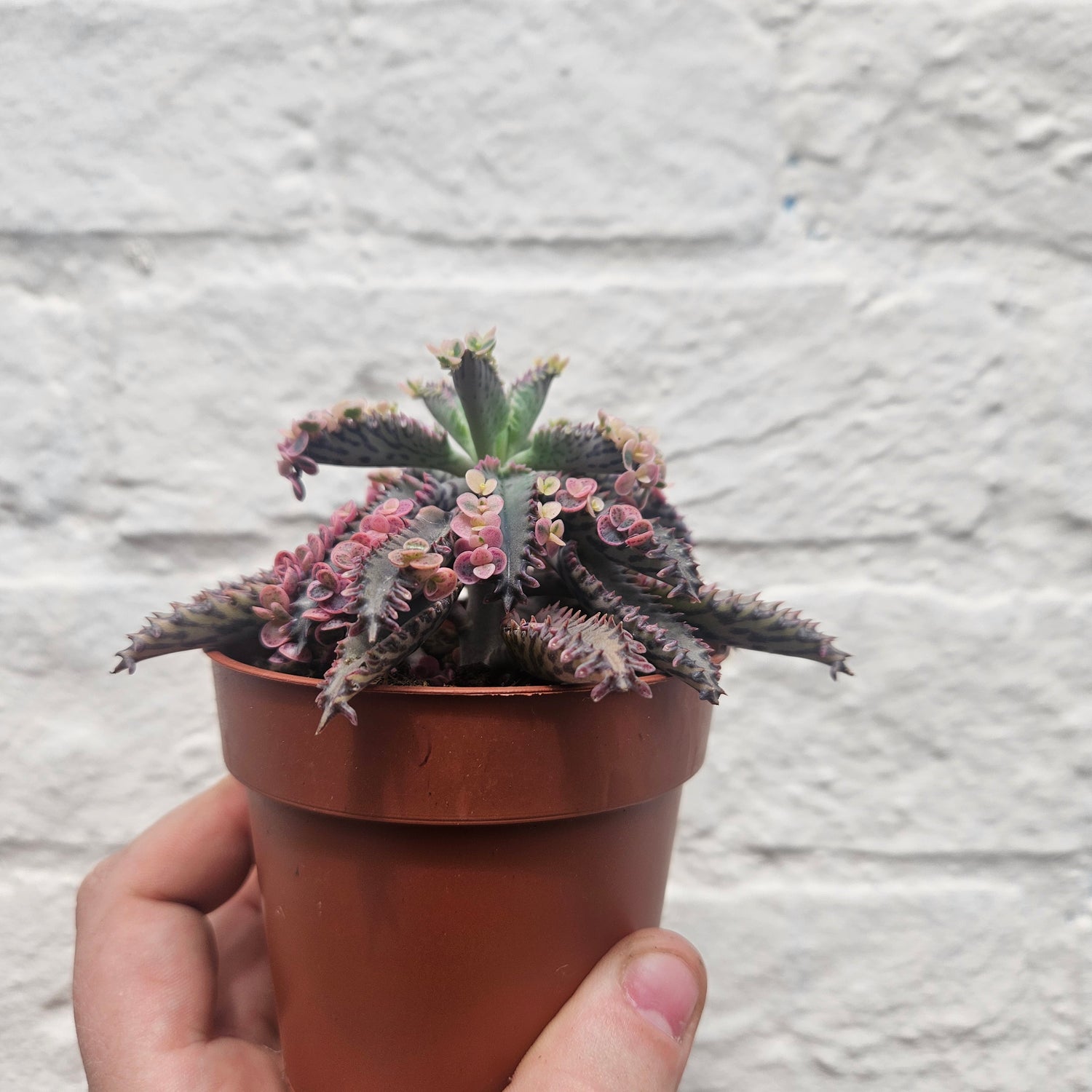Kalanchoe Tubiflora &