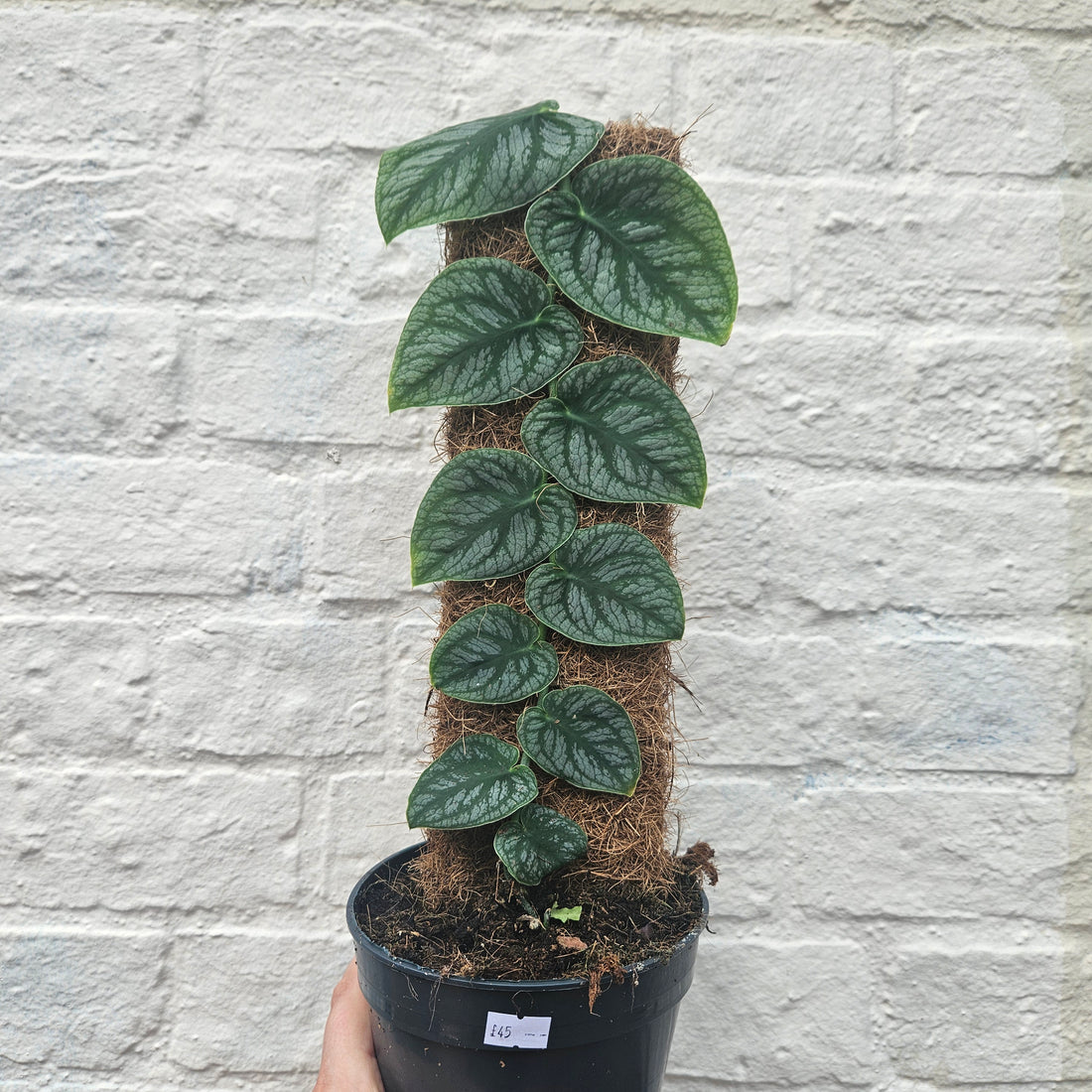 Monstera Dubia (Shingle Plant)